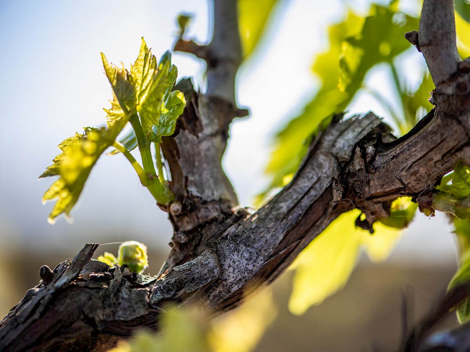 Primitivo di Manduria Dop